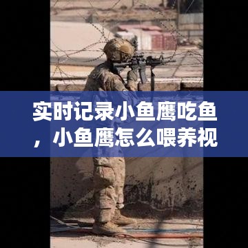 实时记录小鱼鹰吃鱼，小鱼鹰怎么喂养视频 