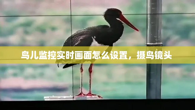 鸟儿监控实时画面怎么设置，摄鸟镜头 