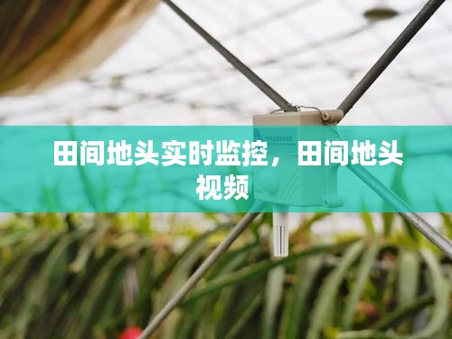 田间地头实时监控，田间地头视频 