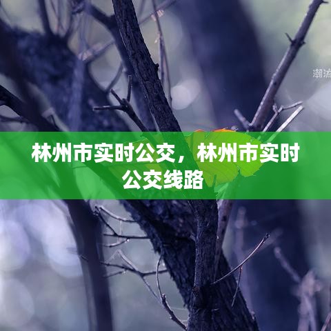 林州市实时公交，林州市实时公交线路 