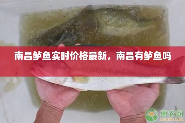 南昌鲈鱼实时价格最新，南昌有鲈鱼吗 