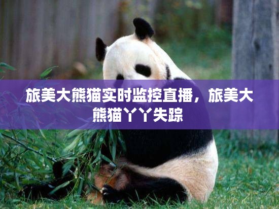 旅美大熊猫实时监控直播，旅美大熊猫丫丫失踪 