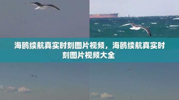 海鸥续航真实时刻图片视频，海鸥续航真实时刻图片视频大全 