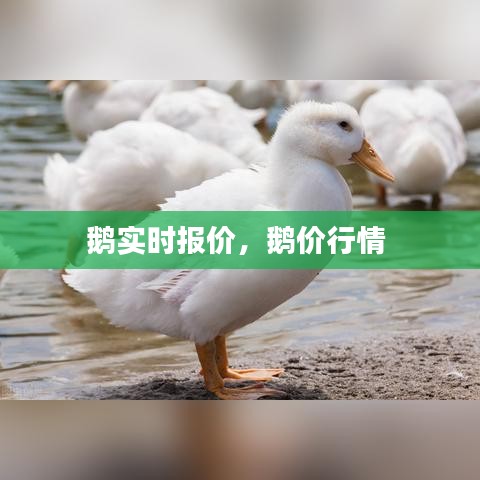鹅实时报价，鹅价行情 