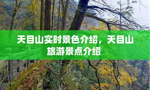 天目山实时景色介绍，天目山旅游景点介绍 