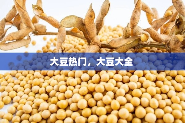大豆热门，大豆大全 