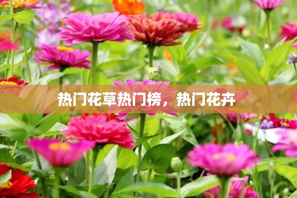 热门花草热门榜，热门花卉 