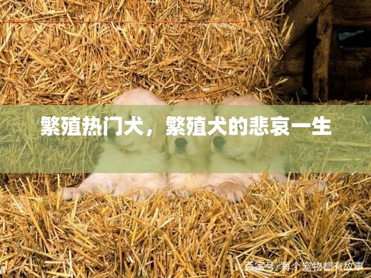 繁殖热门犬，繁殖犬的悲哀一生 