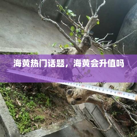 海黄热门话题，海黄会升值吗 