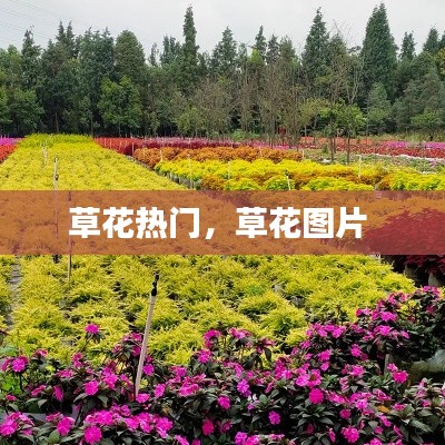 草花热门，草花图片 
