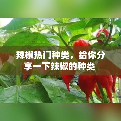 辣椒热门种类，给你分享一下辣椒的种类 