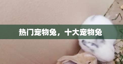 热门宠物兔，十大宠物兔 