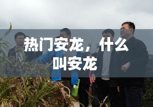 热门安龙，什么叫安龙 