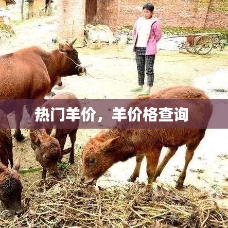 热门羊价，羊价格查询 