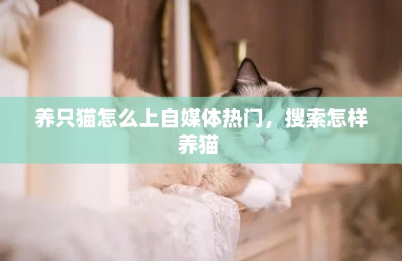 养只猫怎么上自媒体热门，搜索怎样养猫 