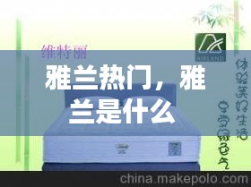 雅兰热门，雅兰是什么 