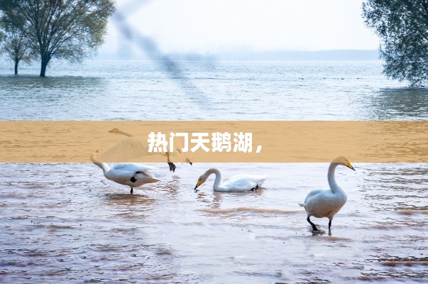 热门天鹅湖， 