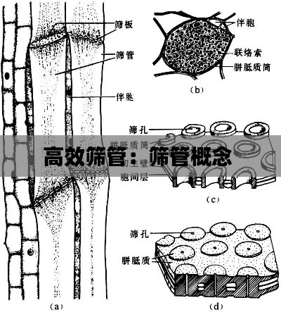 高效筛管：筛管概念 