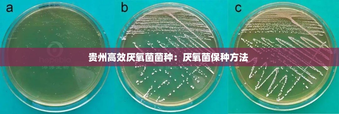 贵州高效厌氧菌菌种：厌氧菌保种方法 