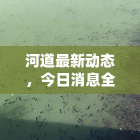 河道最新动态，今日消息全解析
