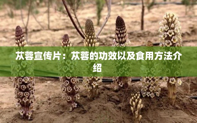 苁蓉宣传片：苁蓉的功效以及食用方法介绍 