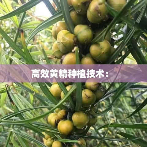 高效黄精种植技术： 
