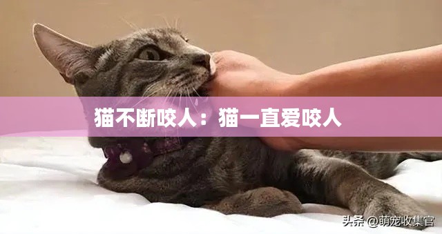 猫不断咬人：猫一直爱咬人 