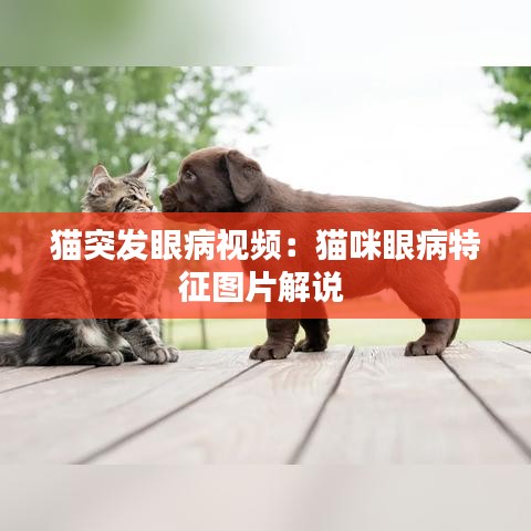 猫突发眼病视频：猫咪眼病特征图片解说 