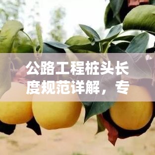 公路工程桩头长度规范详解，专业解读桩头长度要求