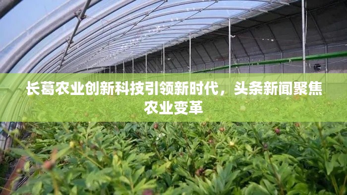 长葛农业创新科技引领新时代，头条新闻聚焦农业变革