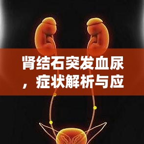肾结石突发血尿，症状解析与应对方法