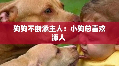 狗狗不断添主人：小狗总喜欢添人 