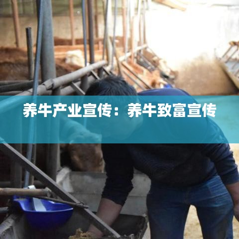 养牛产业宣传：养牛致富宣传 