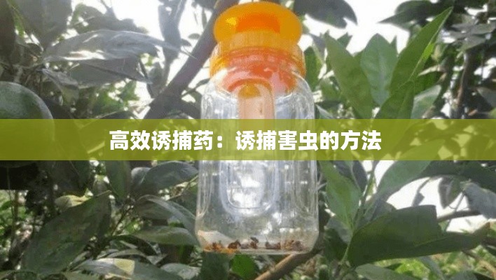 高效诱捕药：诱捕害虫的方法 