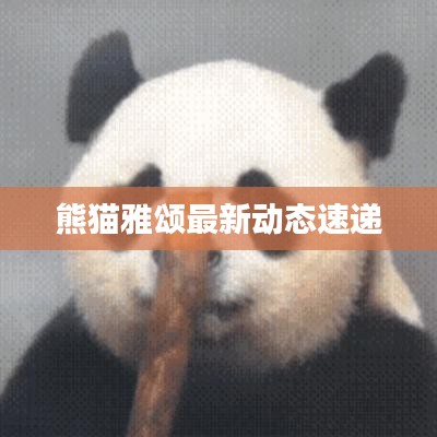 熊猫雅颂最新动态速递