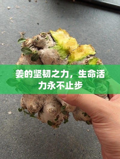 姜的坚韧之力，生命活力永不止步