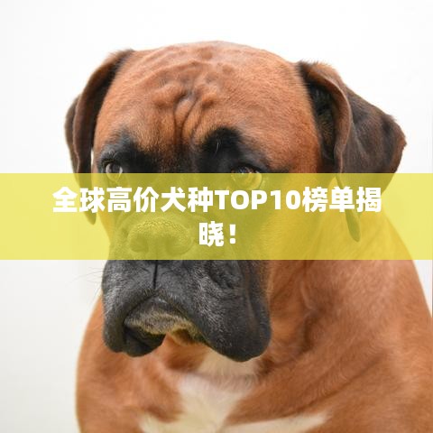 全球高价犬种TOP10榜单揭晓！