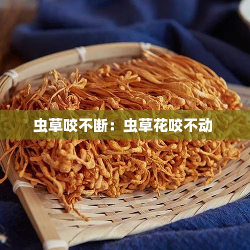 虫草咬不断：虫草花咬不动 