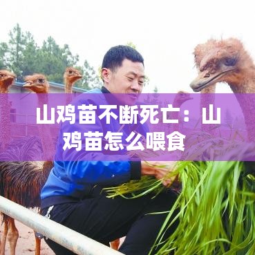 山鸡苗不断死亡：山鸡苗怎么喂食 