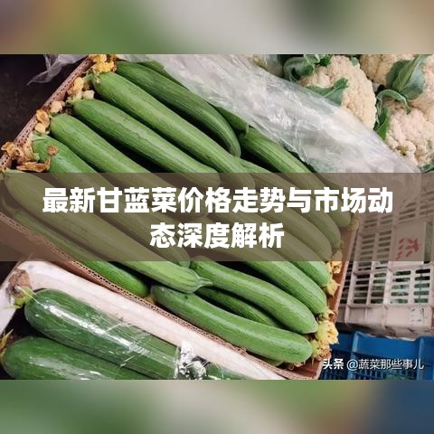 最新甘蓝菜价格走势与市场动态深度解析