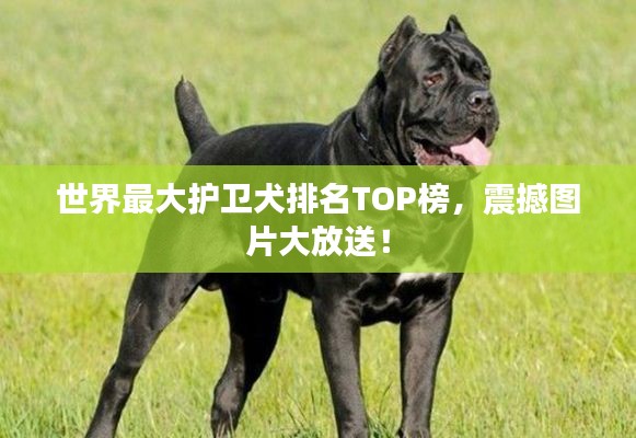 世界最大护卫犬排名TOP榜，震撼图片大放送！
