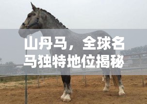 山丹马，全球名马独特地位揭秘