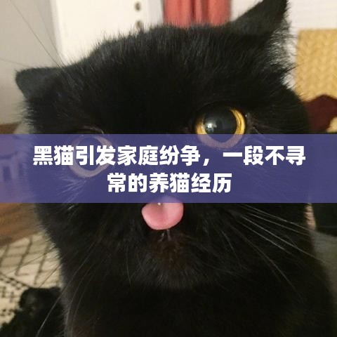 黑猫引发家庭纷争，一段不寻常的养猫经历