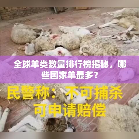 全球羊类数量排行榜揭秘，哪些国家羊最多？