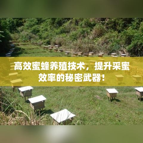 高效蜜蜂养殖技术，提升采蜜效率的秘密武器！
