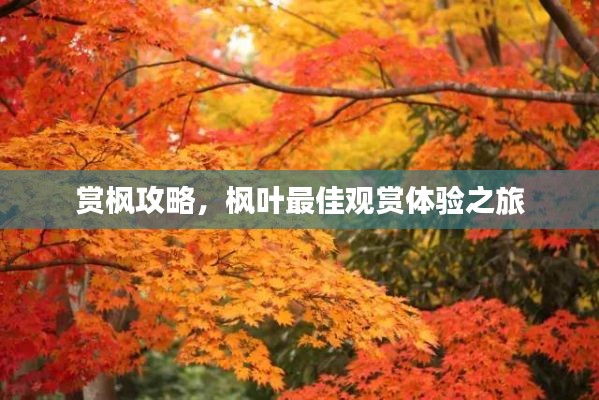 赏枫攻略，枫叶最佳观赏体验之旅