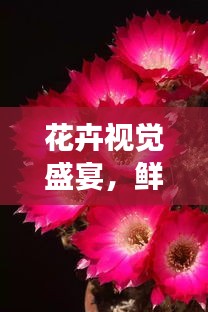 花卉视觉盛宴，鲜花宣传图表展现自然之美