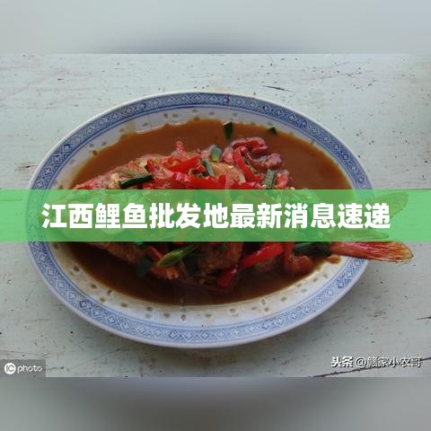 江西鲤鱼批发地最新消息速递