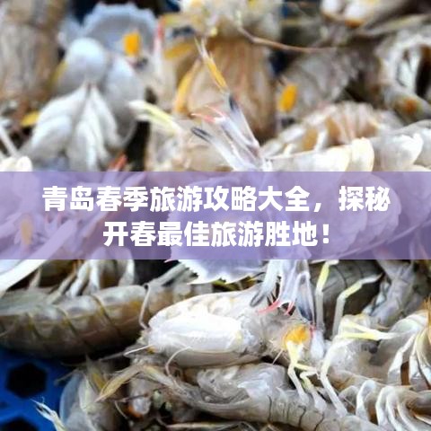 青岛春季旅游攻略大全，探秘开春最佳旅游胜地！
