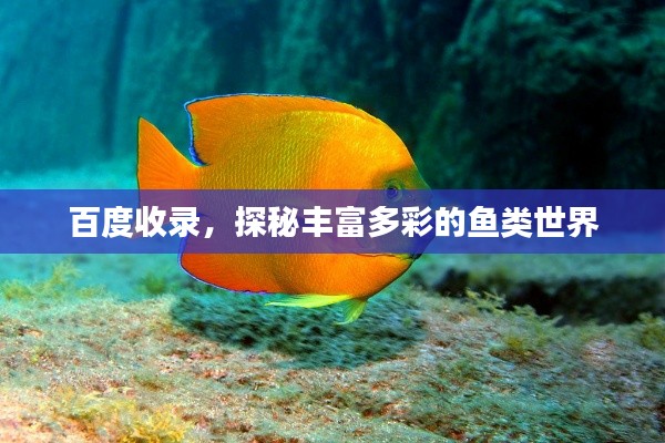 百度收录，探秘丰富多彩的鱼类世界